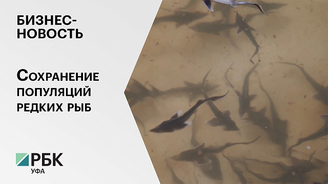 Бизнес-новость. Сохранение популяций редких рыб